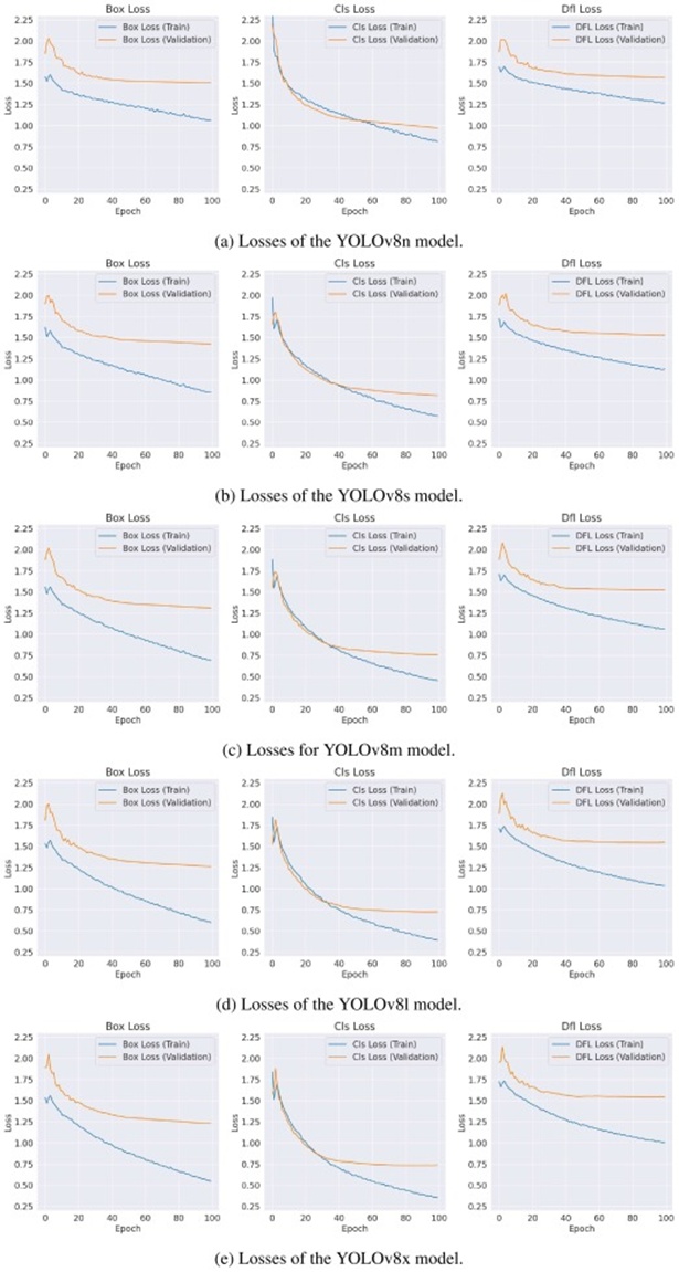 Figure 4. Losses of YOLOv8 variants when fine-tuning.