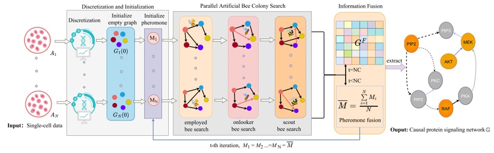 Figure 2. The flowchart of the PDABC algorithm. The PDABC algorithm consists of three main phases. The discretisation and initialisation phase includes the discretisation of single-cell data and the initialisation of empty graphs and pheromones. Parallel artificial bee colony search phase includes employed, onlooker, and scout bee search processes. Information fusion includes pheromone fusion and the fusion of the learnt causal protein signalling networks. PDABC, parallel discrete artificial bee colony.