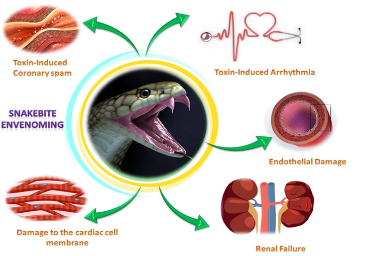 Figure 3. Toxic effects of snake venom toxins on the human body. Venoms have a wide range of toxic effects on the human body, and their composition determines which are most harmful. Neuromuscular paralysis caused significant tissue damage to the victim, and increased permeability of the blood vessels caused by viperid venoms, and cardiovascular shock might occur.