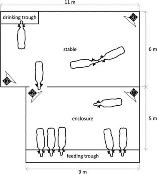 Figure 3. Floor plan of the stable and enclosure and the location of the four cameras installed for monitoring.
