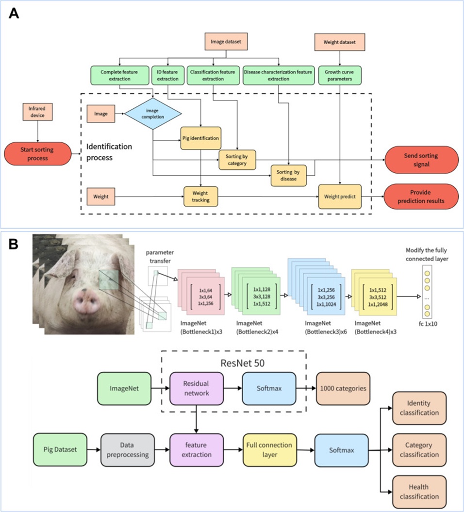 Figure 7. (A) Overall flow chart of the feature extraction algorithm, and (B) Network architecture for livestock feature extraction using ResNet-50 as the backbone.