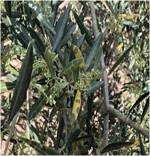 Figure 7. Sample of peacock eye disease.