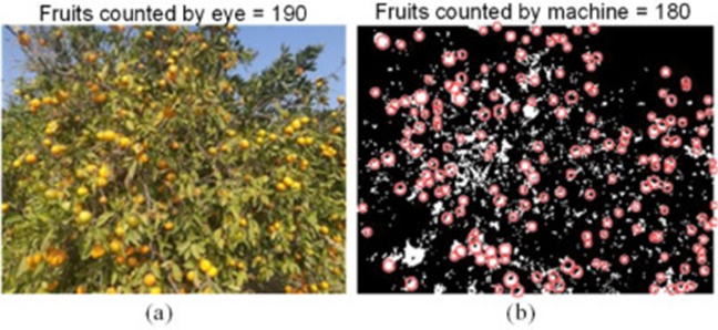 Figure 6. (a) An example of an original image at a distance of 2.1 m, and (b) Result of Citrus detection in a component by CHT image processing.