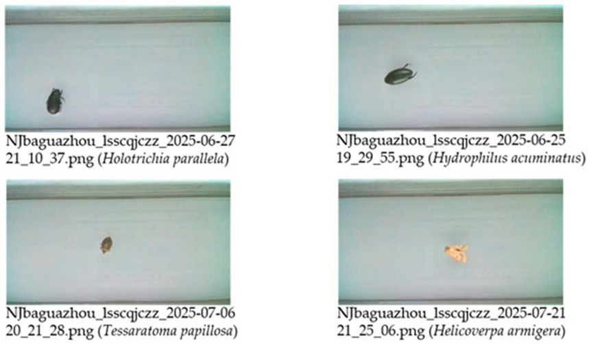 Figure 16. Naming convention for image data (After naming, the Latin scientific name of the insect was added).