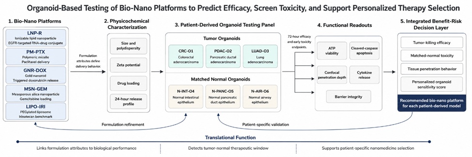 Figure 1. Integrated Organoid-Based Evaluation Workflow for Bio-Nano Platform Selection