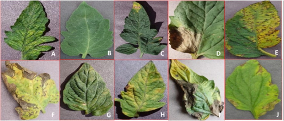 Figure 2. Sample tomato leaf images (A: Mosaic Virus, B: Healthy, C: Target Spot, D: Late Blight, E: Bacterial Spot, F: Septoria Spot, G: Spider Mite, H: Leaf Mold, I: Early Blight, J: Yellow Leaf).
