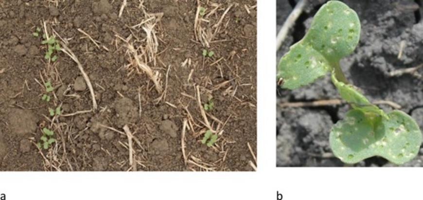 Figure 5. (a) Example of an image from the dataset for the object detection model, and b) example of an image from the dataset for the regression model for damage estimation.