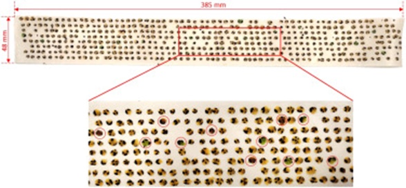 Figure 1. An example of an image present in the dataset used for training. The enlarged image below shows immature, heated seeds encircled in red.