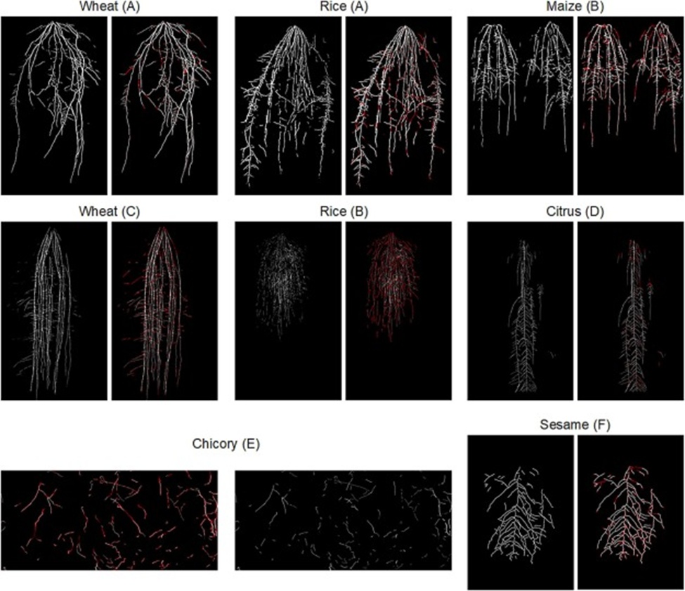 Figure 7. Inpainting outcomes for root images from different species. (A-F) Root images were collected from four separate root phenotyping platforms. (A) The wheat and rice root samples shown first were gathered at the Crop Phenotyping Center, Huazhong Agricultural University, Wuhan, China, employing a rhizobox of 30 cm width by 50 cm height—the same platform adopted for the cotton root experiment. (B) Maize and rice samples, also from the Crop Phenotyping Center, Huazhong Agricultural University, Wuhan, China, but obtained using a larger rhizobox of 60 cm width by 100 cm height. (C) The second-row wheat root image comes from Henan University, Henan, China. (D) The citrus root image was sourced from the College of Horticulture and Forestry Science, Huazhong Agricultural University, Wuhan, China. (E) The chicory root image originates from the Rhizotrons at the University of Copenhagen, Taastrup, Denmark [32]. (F) The sesame root image was provided by the University of Florida, Florida, USA [33].