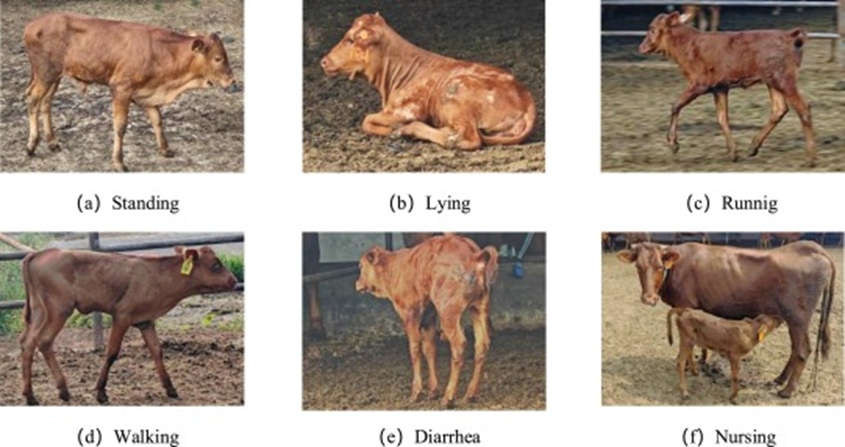 Figure 2. Some examples of calf behaviors.
