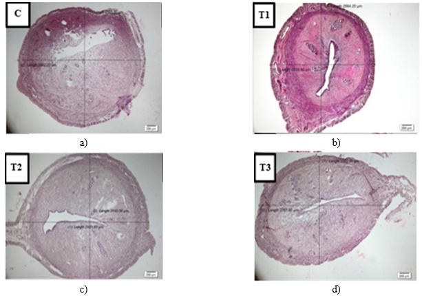 gure 1. Histological images of the uterus in mice treated and untreated with turmeric extract (C. longa). Description: C = control; T1 = treatment 1; T2 = treatment 2; T3 = treatment 3. Observed under a light microscope at 4 x 10 magnification, stained with Hematoxylin–Eosin.