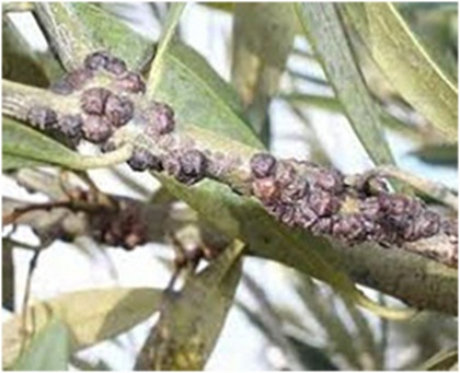 Figure 6. Sample of black olive disease.