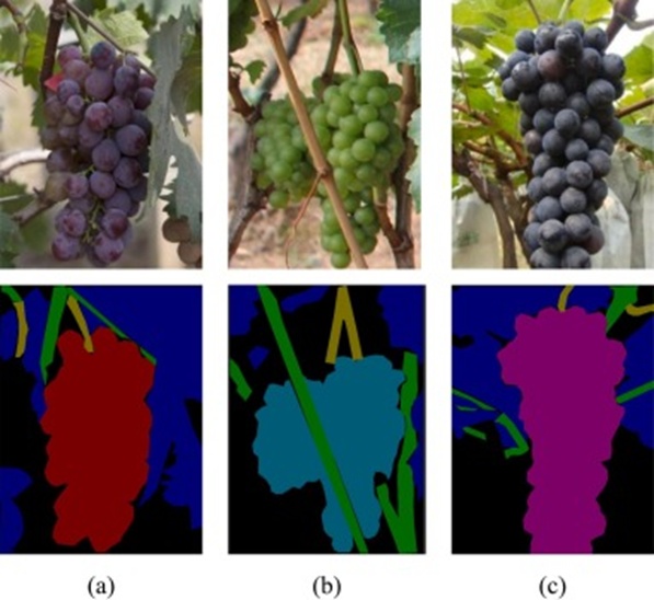 Figure 2. RGB images and annotations of the GSSD Dataset: (a) Image of MUH grapes and its corresponding annotated image, (b) Image of CDY grapes and its corresponding annotated image, and (c) Image of SUB grapes and its corresponding annotated image. In the annotations, MUH, CDY, and SUB grapes are marked in red, cyan, and purple, respectively. In contrast, leaves, grape peduncles, and branches are marked in blue, yellow, and green (For interpretation of the references to color in this figure legend, the reader is referred to the web version of this article).