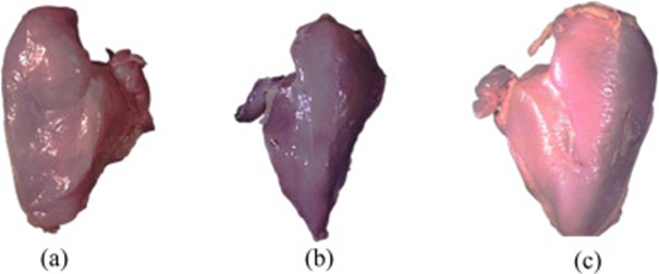Figure 2. Raw breast fillets of (a) normal breast, (b) mild woody breast, and (c) severe woody breast.