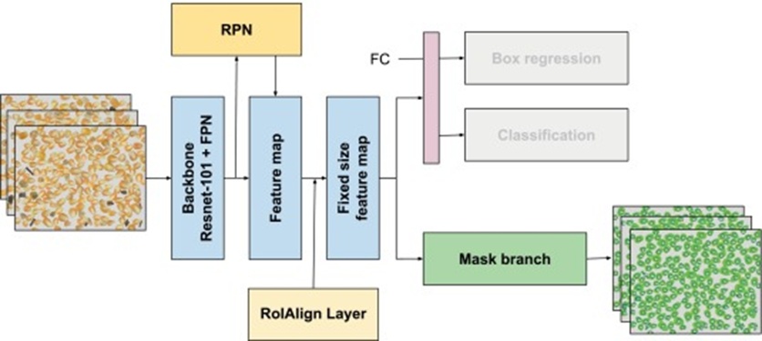 Figure 2. Mask R-CNN architecture used for grain instance segmentation. Images of synthesized clusters of corn grains are shown as an example (the classification module is not used).