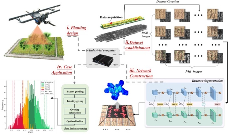 Figure 1. Framework for extracting and applying rapeseed canopy architecture.