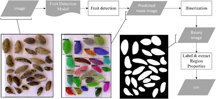 Figure 4. Instance segmentation of an image of baobab fruits to produce a predicted mask image for two-dimensional feature extraction.