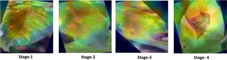 Figure 17. Jasmine plant leaf visualization using the GRAD-CAM tool.