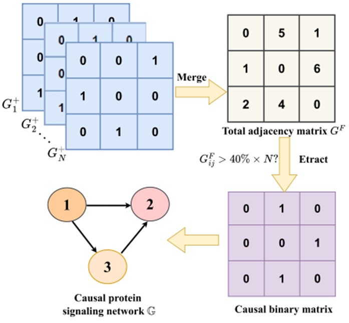 Figure 4. The detailed process of extracting the final causal protein signalling network.