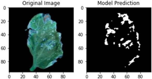 Figure 8. Segmented view of tomato bacterial spot.