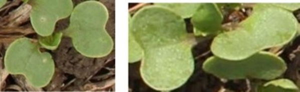 Figure 20. Example of detected plants with overlapped leaves of adjacent plants.