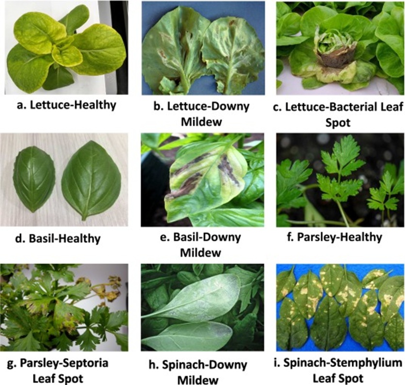 Figure 2. Samples from the leafy green image dataset (For interpretation of the references to color in this figure legend, the reader is referred to the web version of this article).