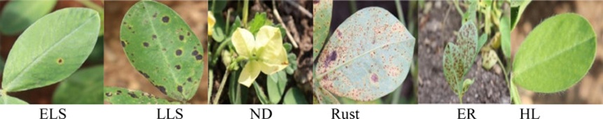 Figure 5. Examples of images from the Mendeley groundnut leaf dataset. ELS early leaf spot, LLS late leaf spot, ND nutritional deficiency, rust, ER early rust, HL healthy leaf.