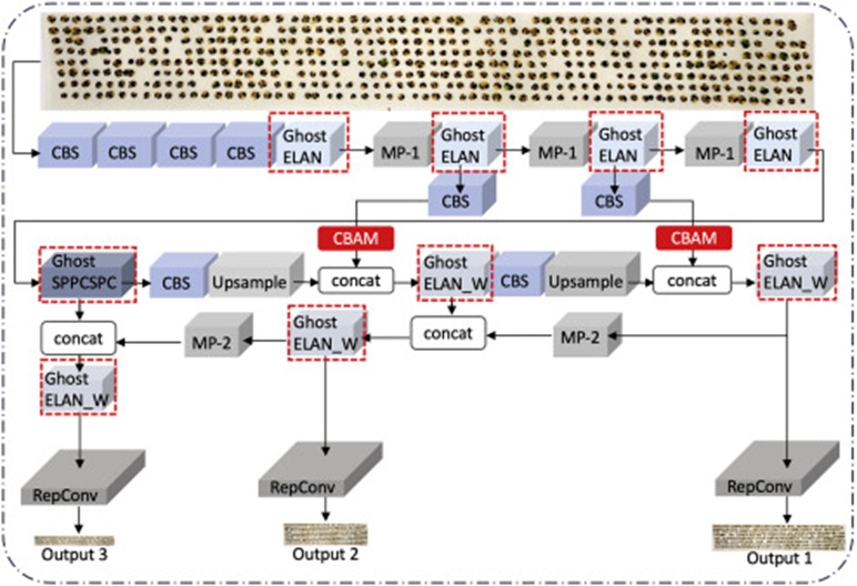 Figure 5. Structure of the improved YOLOv7 network. The position of the two Convolutional Block Attention Modules was finalized based on a comparative experiment with five other options. The modules highlighted in red are substituted with ghost modules.