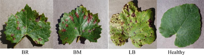 Figure 7. Examples of images from the Kaggle grape leaf dataset. BR: Black Rot, BM: Black Measles, LB: Late blight, healthy.