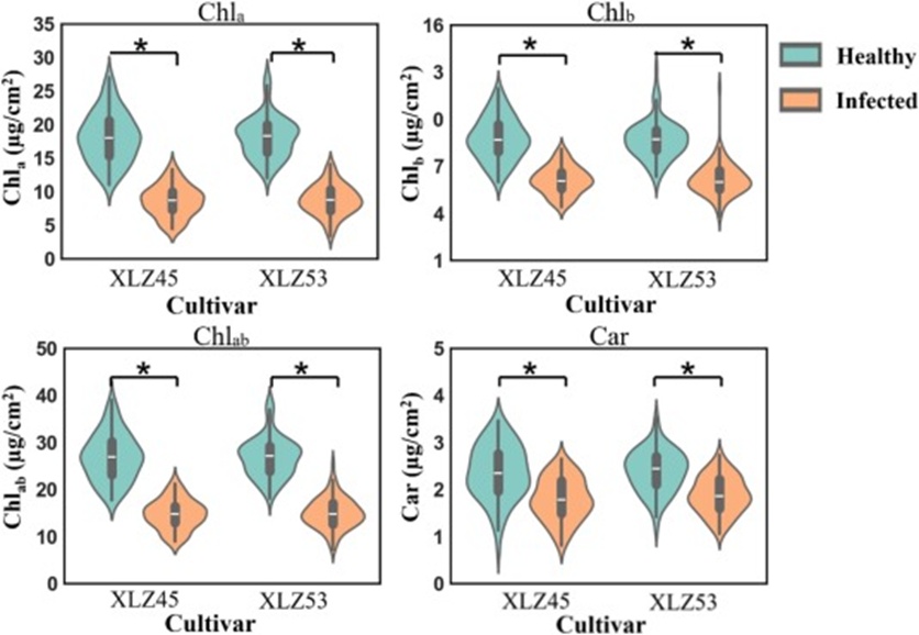 Figure 6. Effects on the content of photosynthetic pigments of both cultivars (* denotes that there is a significant difference at P < 0.05).