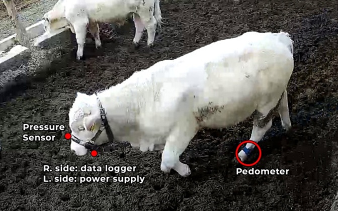 Figure 2. The observed bull mounted with two RumiWatch sensors, as seen from Camera 1.