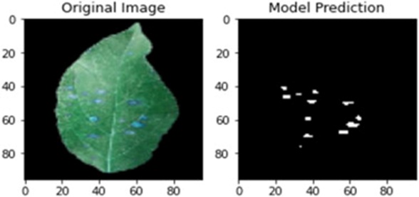 Figure 6. Segmented view of cedar apple rust.