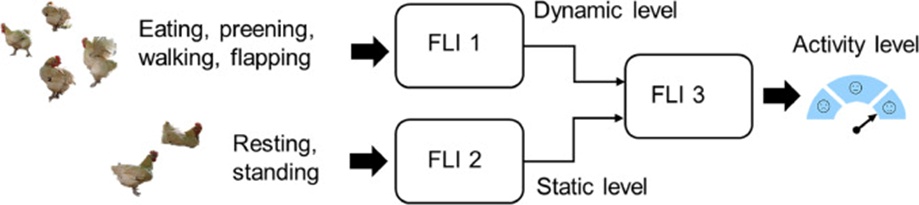 Figure 7. Block diagram of activity evaluation based on dual-layer FLIs.