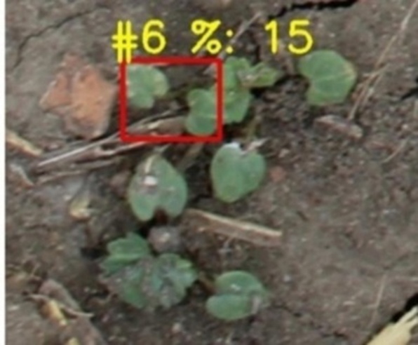Figure 21. Detection of malva plant by the multicrop plant detection model and further obtained damage estimation.