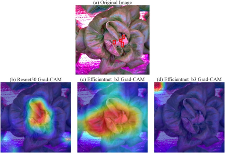 Figure 8. Grad-CAM visualization for tip-burn identification: (a) Raw Image with discernible tip-burn symptom outlined in red boxes, (b) Resnet50, (c) EfficientNetB2, and (d) EfficientNetB3.