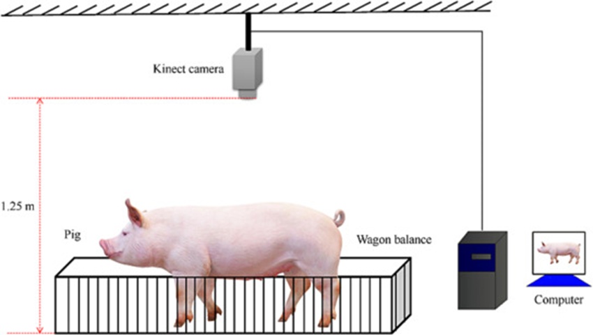 Figure 1. A diagram of the pig depth image collection platform.