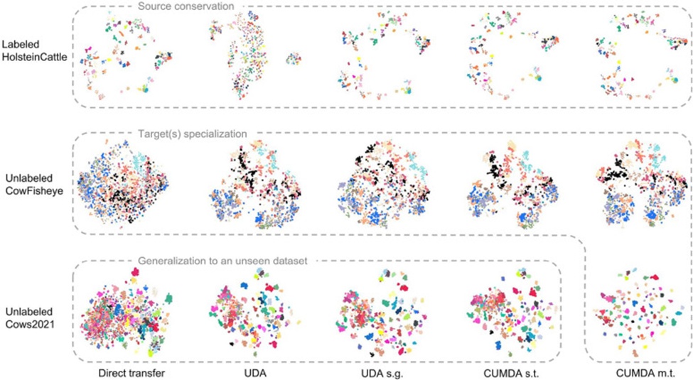 Figure 5. Progression of the embedding space on all validation splits for the cross-domain scenario HolsteinCattle → CowFisheye. t-SNE visualization where every identity is assigned a random colour and size. Each point represents a single image projected into the embedding space. Rows correspond to datasets; columns correspond to methods. Acronyms: UDA: UDA baseline with MMT; s.g.: source-guided; CUMDA: Cumulative Unsupervised Multi-Domain Adaptation; s.t.: single-target; m.t.: multi-target (with Cows2021). Ideally, points of identical colour should group into compact, well-separated clusters. Best viewed in colour.