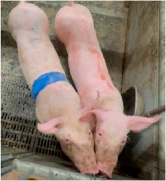 Figure 2. A top-down depiction rendering the Zephyr BioHarness 3.0 strap’s placement encircling the piglet’s thorax, buttressed with a Vetrap wrapping.