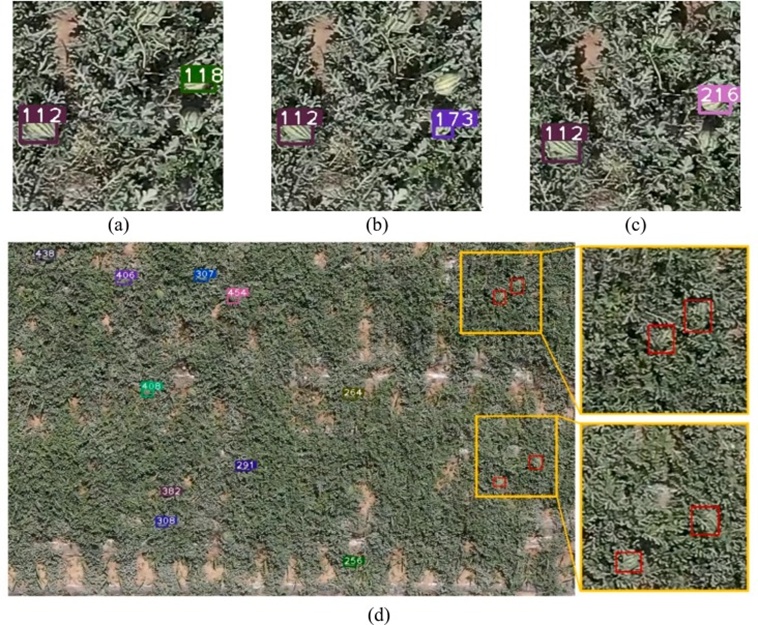 Figure 11. False and missed detections in the VTDCM: (a), (b), and (c) show false detections, such as the same target object being assigned different IDs, and (d) shows the overall scene of the watermelon field during the tracking process, with a magnified view on the right showing the missed detection of the watermelon target caused by vine occlusion (red box) (For interpretation of the references to colour in this figure legend, the reader is referred to the web version of this article).