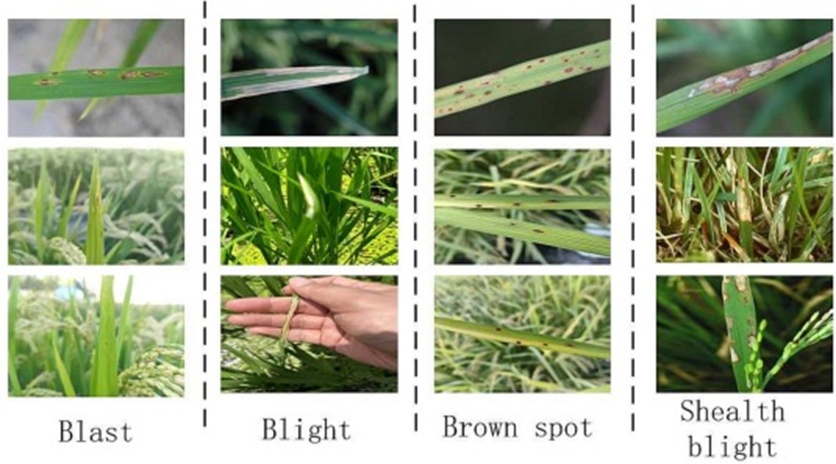Figure 6. Disease image data.