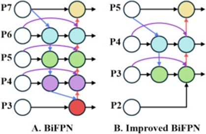 Figure 8. The BiFPN multi-scale feature fusion network: A) Original BiFPN network, which utilized bidirectional information flow to merge multi-scale features from layers P3 to P7, and B) Improved BiFPN network, which incorporated the P2 high-resolution feature layer.