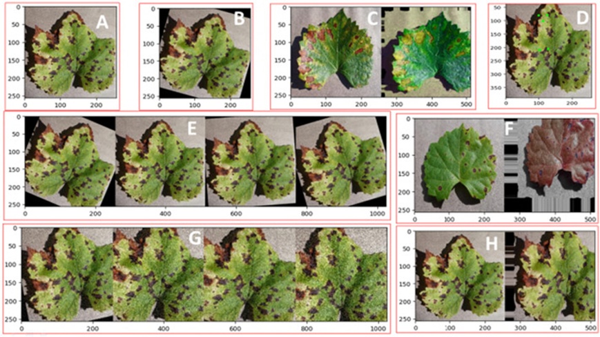 Figure 4. Multi-crops image augmentation (a) (A: Original, B: Rotate, C: Color, D: Image Point, E: Hstack, F: Size, G: Gaussian Noise, and H: Shape).