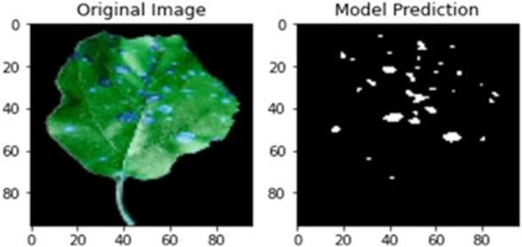 Figure 7. Segmented view of apple rot.