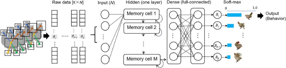 Figure 5. LSTM network architecture. The input layer consists of N neurons that process raw data over sequential time steps. The hidden layer comprises M memory cells, each containing K hidden units. The dense layer receives the output matrix from the M-th memory cell layer. The output layer performs a softmax operation to produce a probability distribution across Q possible outcomes.