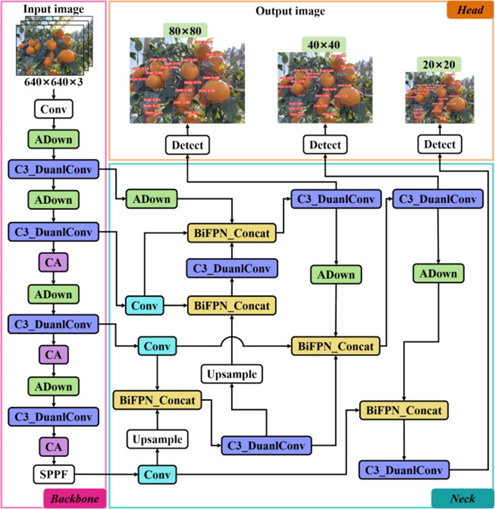 Figure 5. Architecture of the improved YOLOv8n model (colored parts indicate the modified modules).