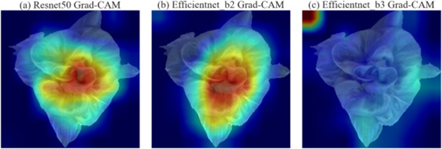 Figure 7. Grad-CAM visualization for model explainability: Contrast of (a) ResNet50, (b) EfficientNetB2, and (c) EfficientNetB3 in emphasizing salient lettuce features.