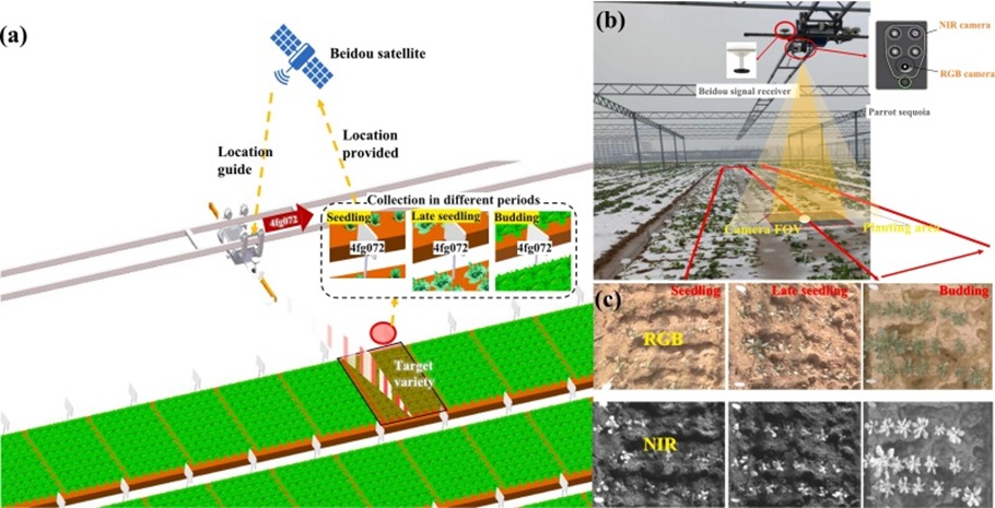 Figure 3. (a) The acquisition platform realizes cell scheduling based on the latitude and longitude coordinates of the guidance sign under the guidance of BeiDou satellites; (b) after arriving at the cell location, the acquisition platform carries out orthophoto acquisition; (c) the platform simultaneously acquires visible light and NIR images.