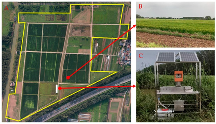 Figure 14. The device was deployed in the field: (A) is a high-altitude aerial view of the Bagua Island area in Nanjing City, with farmland enclosed within the yellow solid line, (B) depicts the rice fields nearby, and (C) presents a physical image of the device.