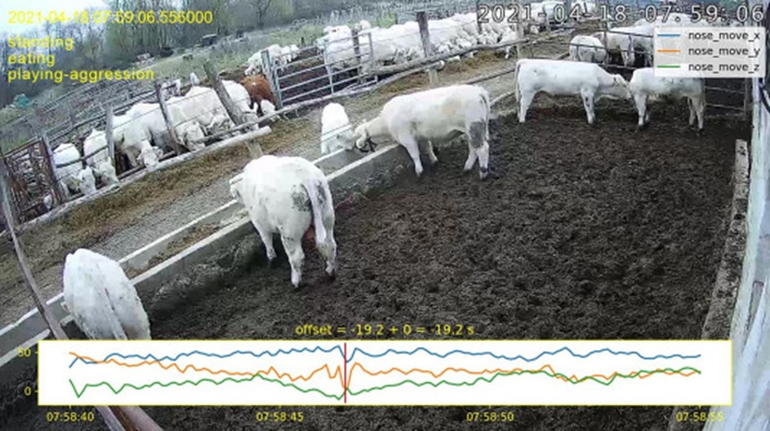 Figure 5. Manual determination of time synchronization at a given moment: the equipped animal at the trough, with the 3D gyroscope data from the sensor shown in the video. A custom Python script was used to estimate clock skew between the video and motion sensor data by visually matching motion in the video with corresponding spikes in the motion sensor data. In this case, for example, one of the clocks had to be set 19.2 s earlier for the animal to push the calf away from the trough in the video, as indicated by the gyroscopes during the intense movement.