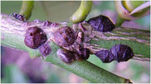 Figure 11. Sample of Saissettia oleae disease.